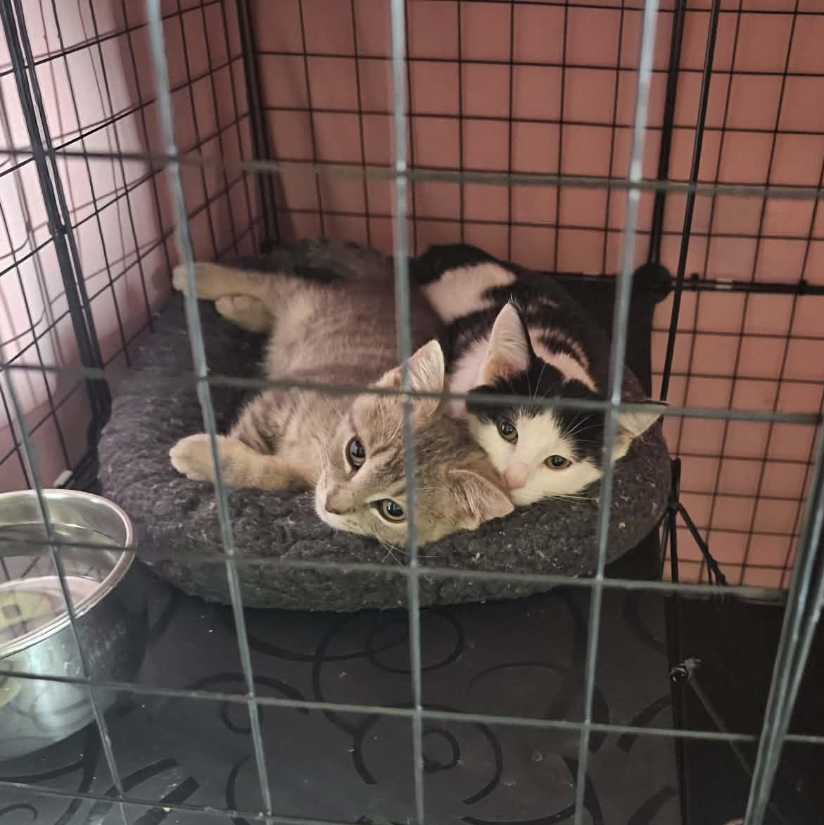 Enlarge Howard & Bernadette, a Adoptable Domestic Short Hair in Milwaukee, WI image 3/6