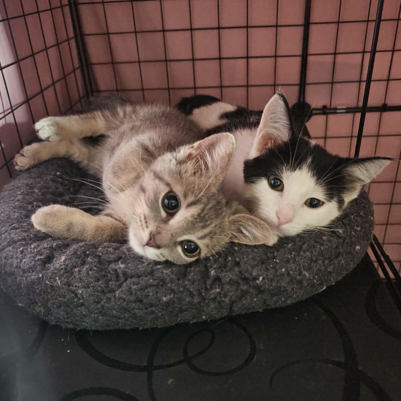 Howard & Bernadette, Adoptable, Kitten Female Domestic Short Hair.
