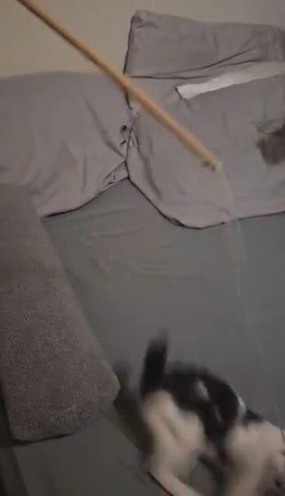 Enlarge Howard & Bernadette, a Adoptable Domestic Short Hair in Milwaukee, WI video 6/6