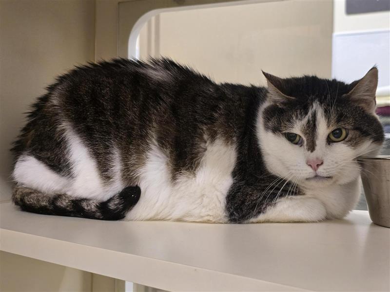 Enlarge Mama, a Adoptable Domestic Short Hair in Prince Frederick, MD image 3/3