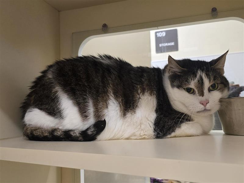 Enlarge Mama, a Adoptable Domestic Short Hair in Prince Frederick, MD image 2/3