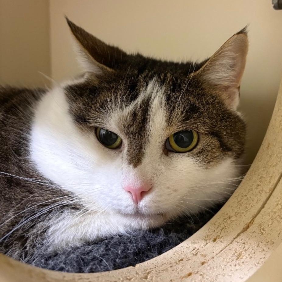 Mama, Adoptable, Senior Female Domestic Short Hair.