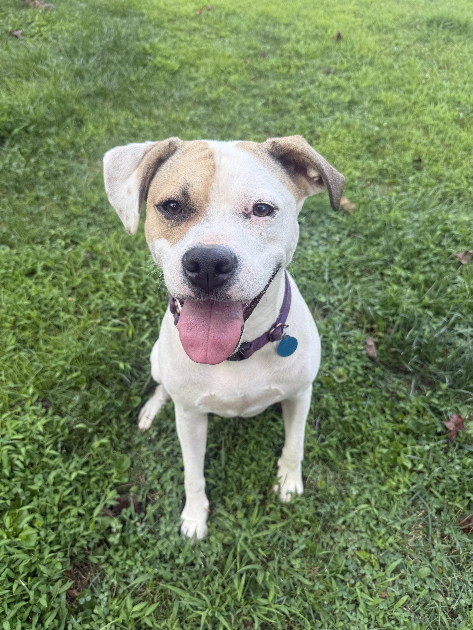 Enlarge Buster - ADOPTED!, a Adoptable mixed breed in Arlington, VA image 1/3