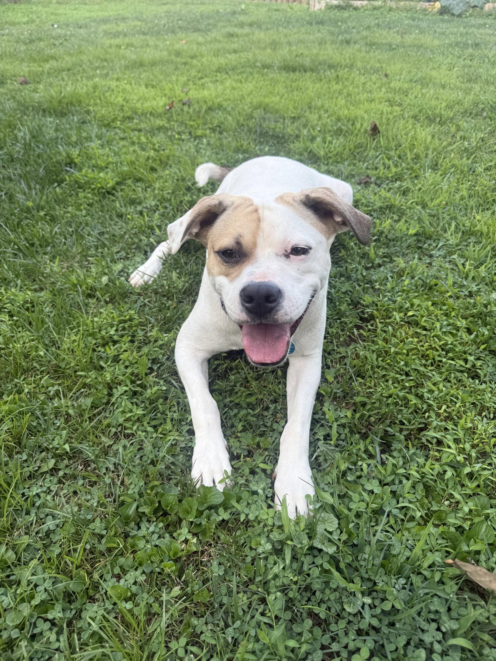 Enlarge Buster - ADOPTED!, a Adoptable mixed breed in Arlington, VA image 2/3