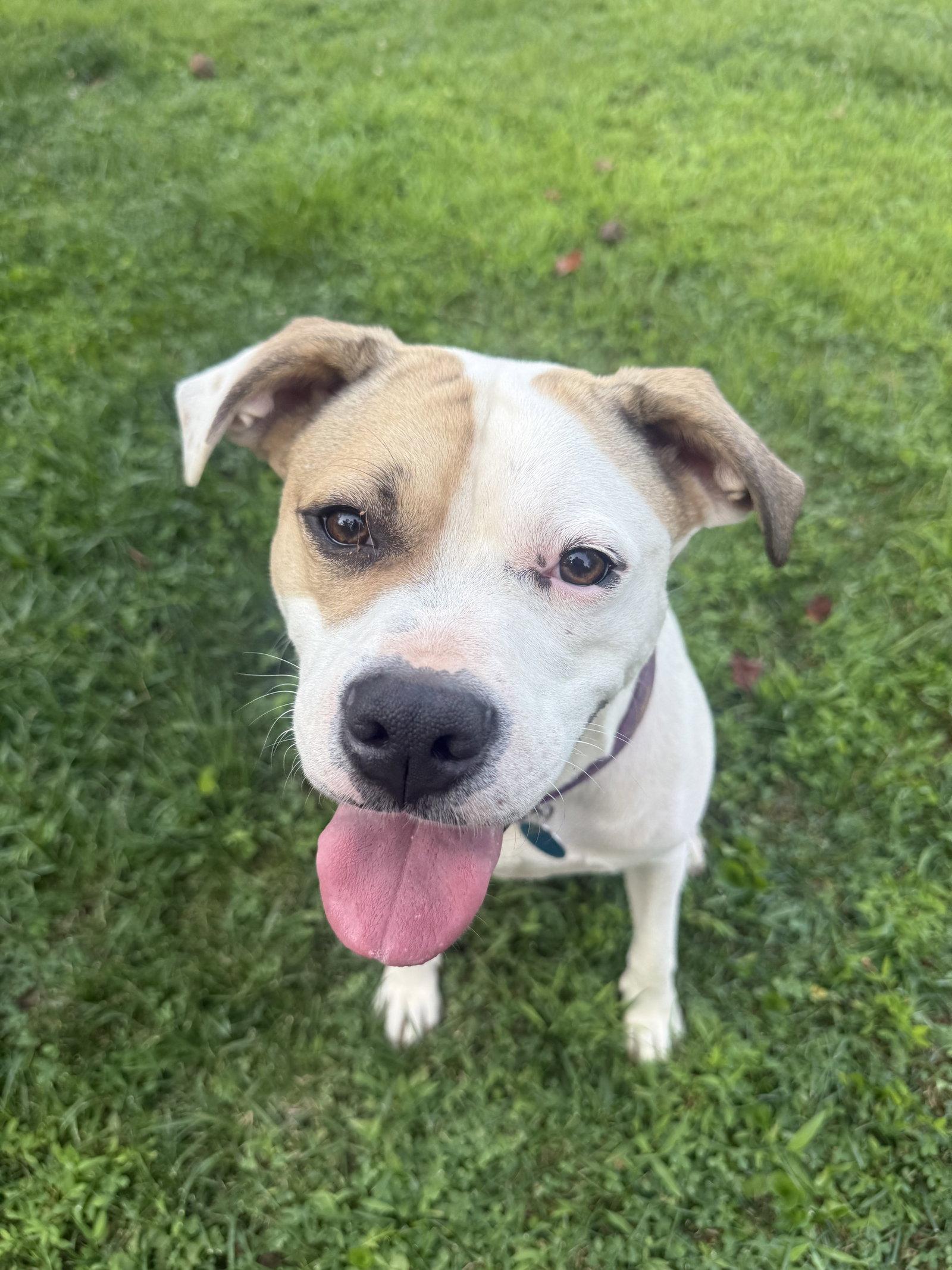 Enlarge Buster - ADOPTED!, a Adoptable mixed breed in Arlington, VA image 3/3
