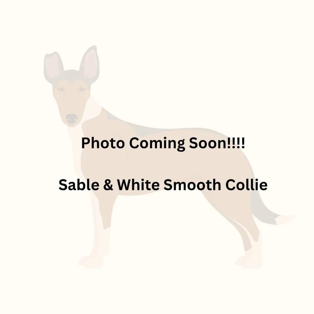 Enlarge Arnie (Eric), a Adoptable Smooth Collie in Dublin, OH image 1/1