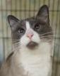 Rey Mysterio, Adoptable, Adult Male Snowshoe.
