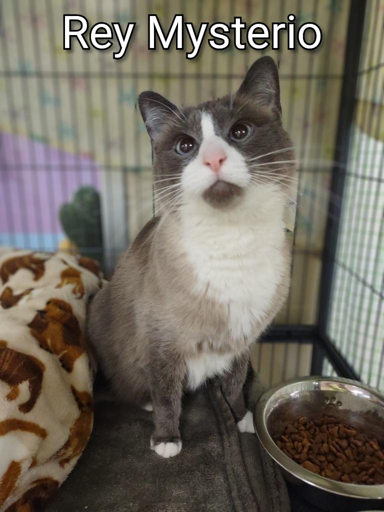 Enlarge Rey Mysterio, a Adoptable Snowshoe in Hamilton, OH image 2/4