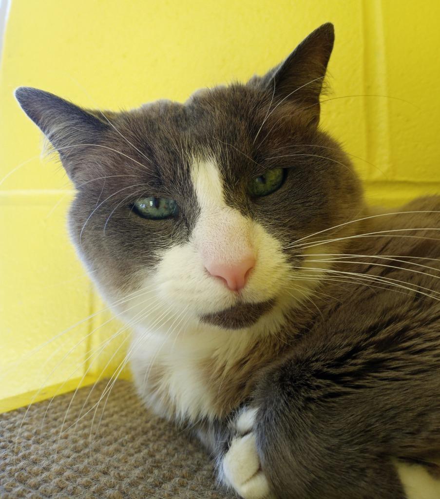 Enlarge Rey Mysterio, a Adoptable Snowshoe in Hamilton, OH image 3/4