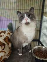 Enlarge Rey Mysterio, a Adoptable Snowshoe in Hamilton, OH image 4/4