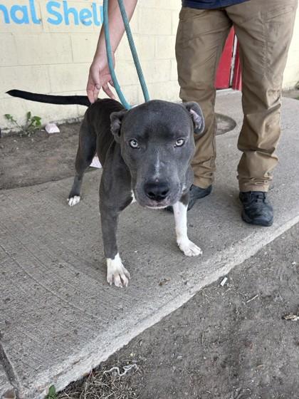 Enlarge Daniel, a Adoptable mixed breed in West Memphis, AR image 1/1