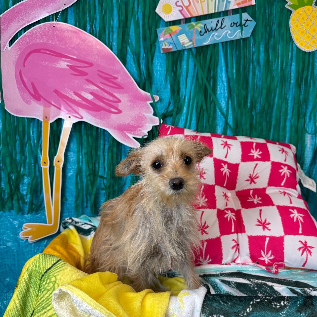 Enlarge Blanquita, a Adoptable Terrier in Fresno, CA image 1/1