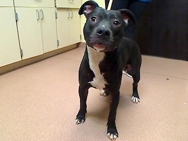 DEWAYNE, Adoptable, Young Male Pit Bull Terrier & Mixed Breed.