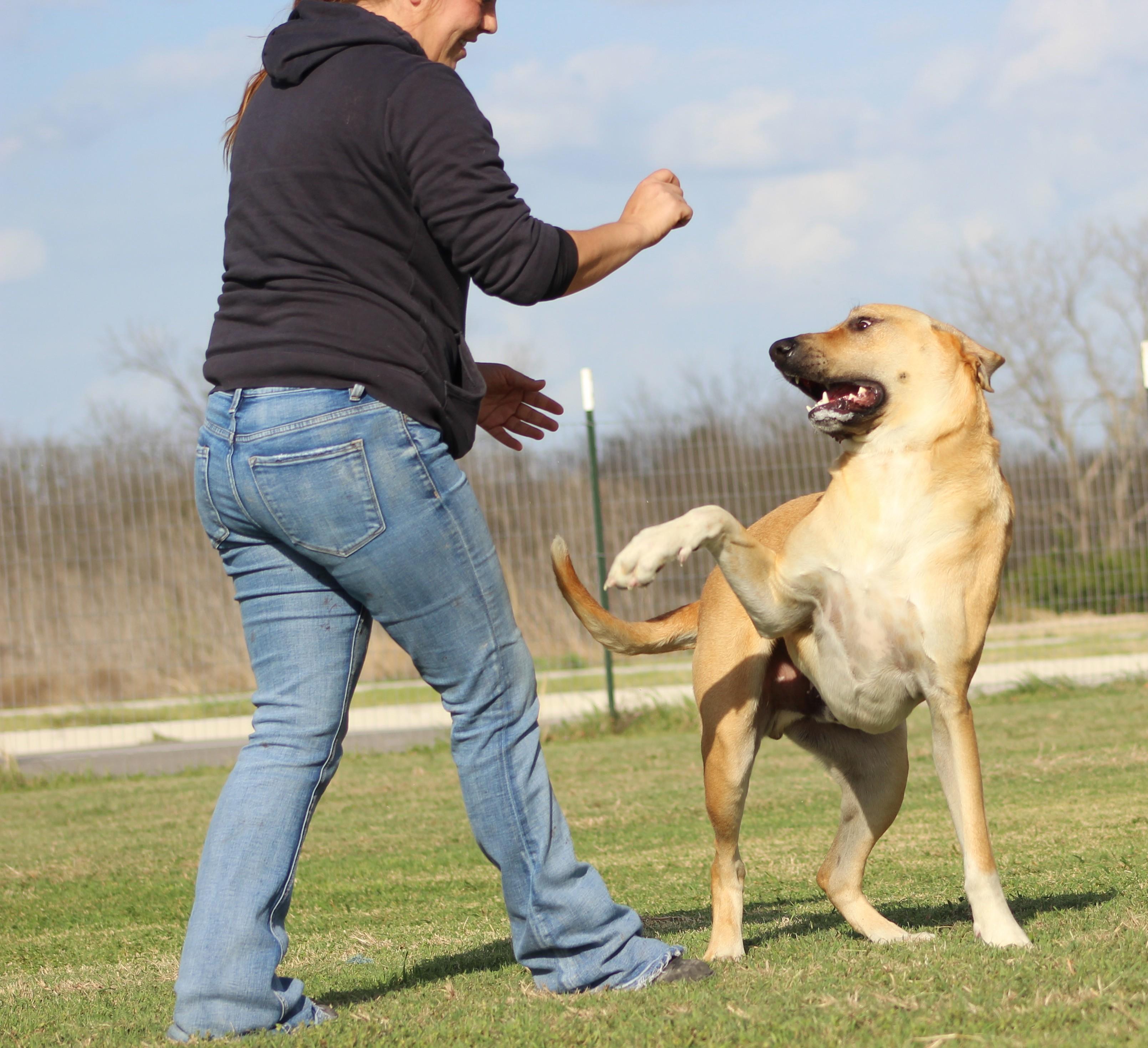 Sam, a Adoptable mixed breed in Temple, TX image 2/6