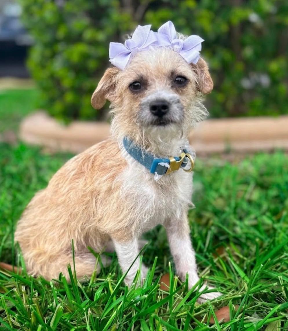 Enlarge Celina, a Adoptable Terrier in Amenia, NY image 1/2