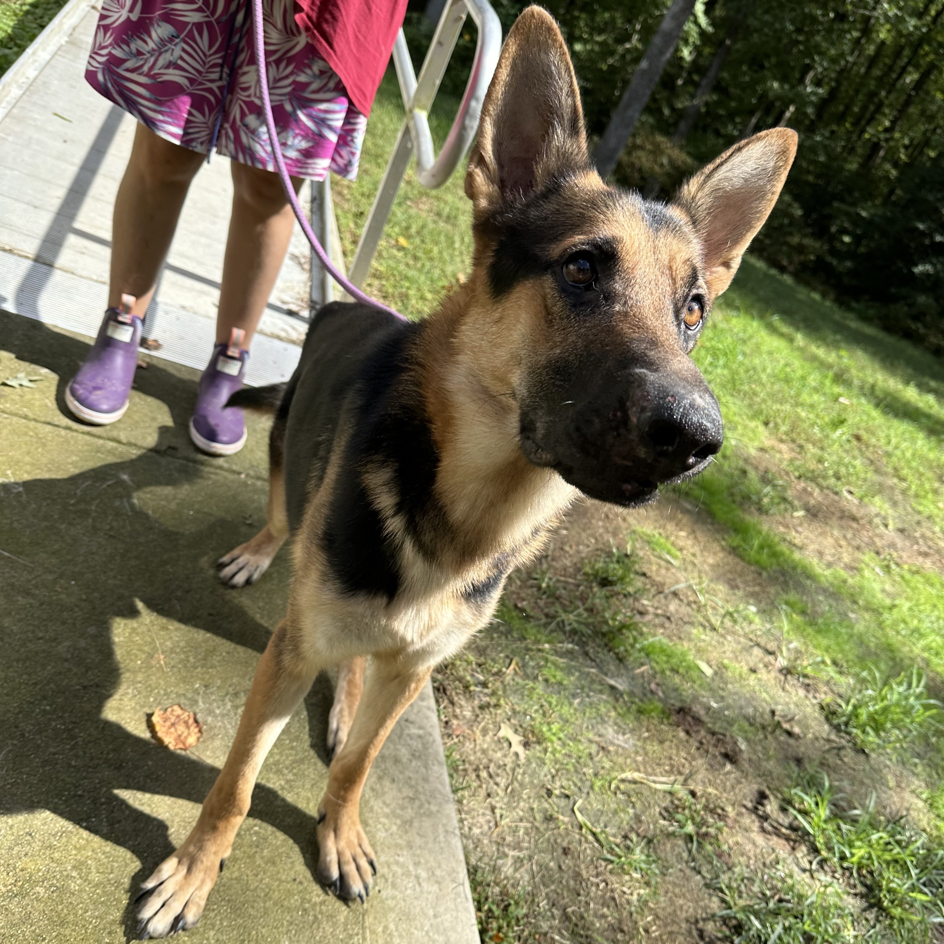 Enlarge Johnny- an affectionate family man!, a Adoptable mixed breed in Hendersonville, NC image 4/4