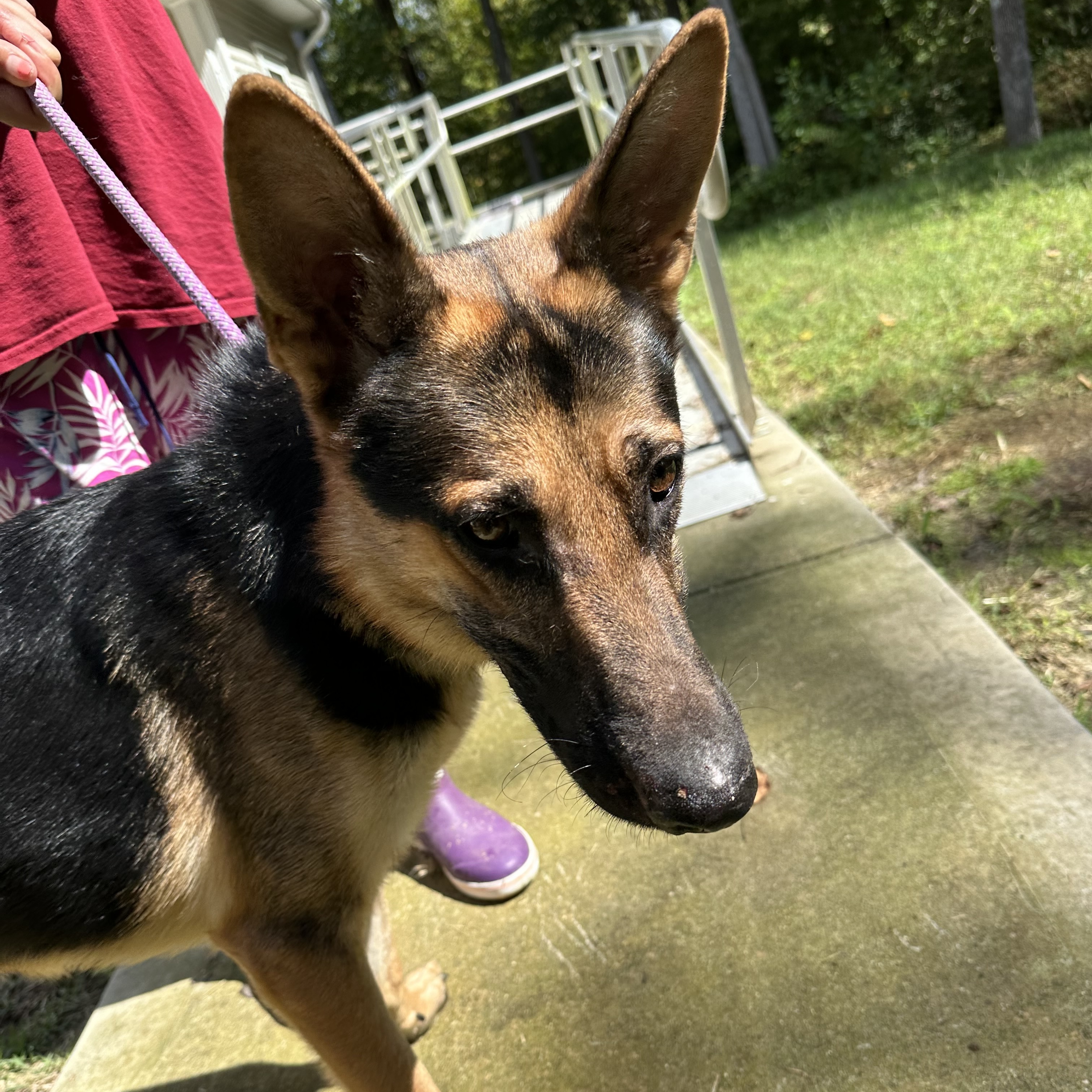 Enlarge Johnny- an affectionate family man!, a Adoptable mixed breed in Hendersonville, NC image 1/4