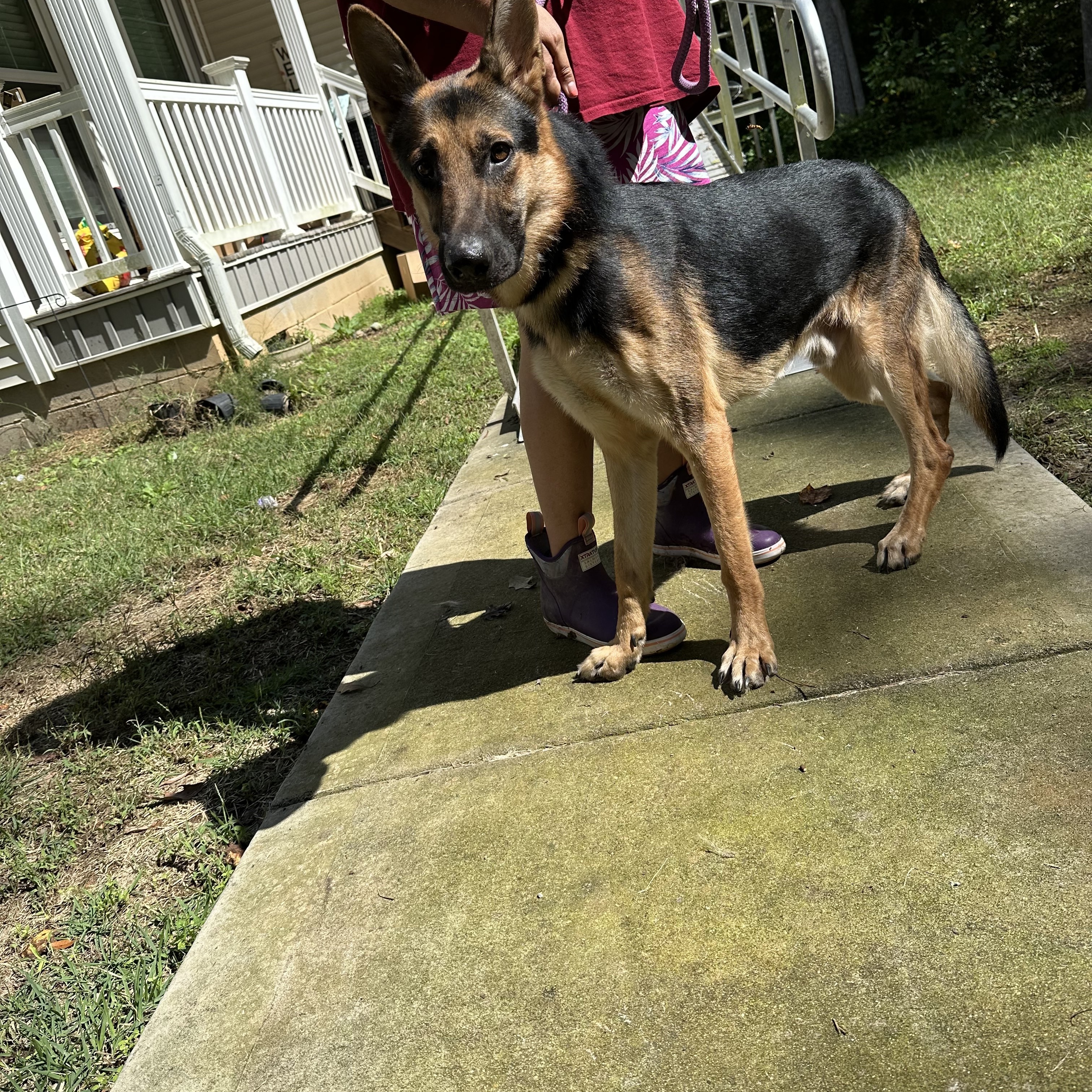 Enlarge Johnny- an affectionate family man!, a Adoptable mixed breed in Hendersonville, NC image 3/4