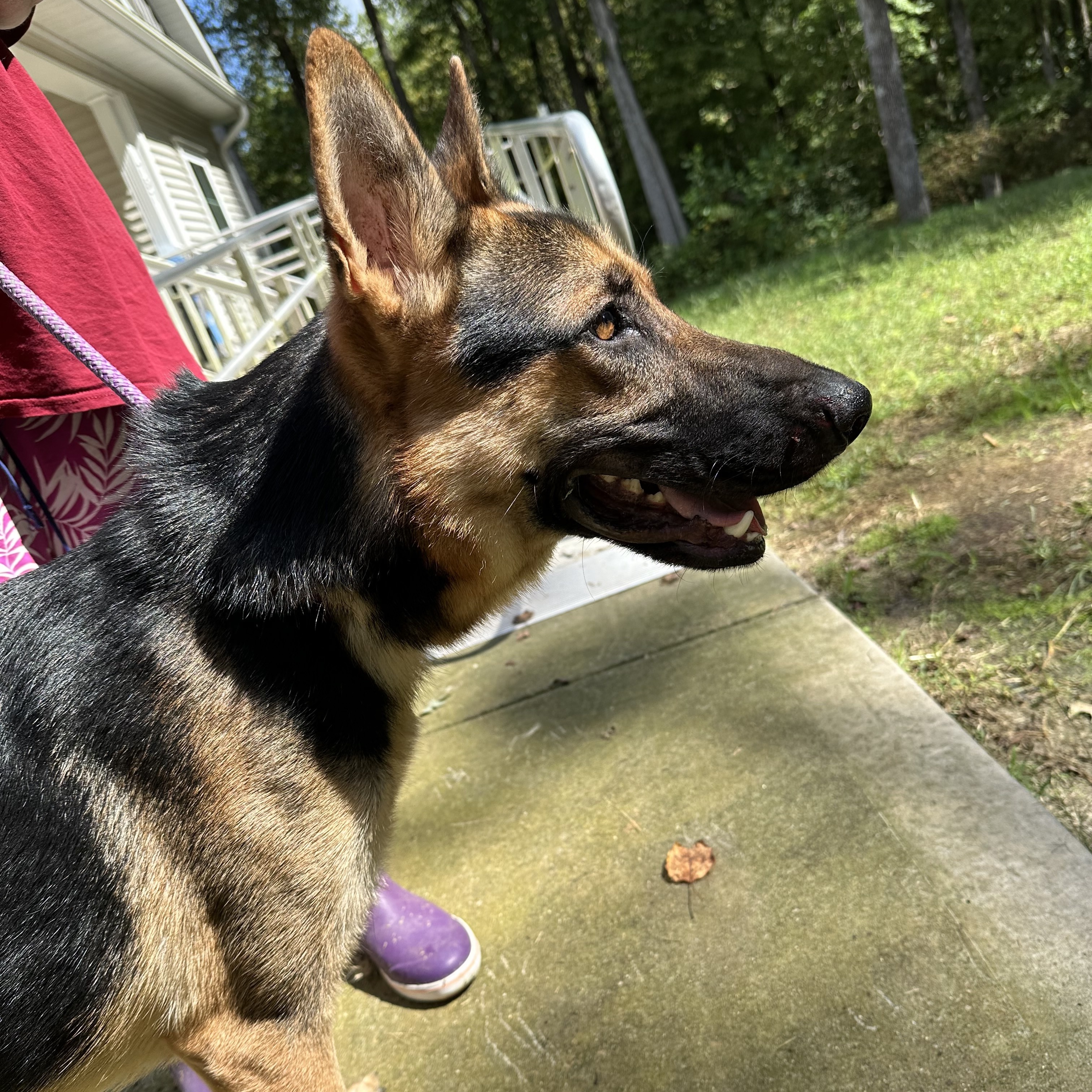 Enlarge Johnny- an affectionate family man!, a Adoptable mixed breed in Hendersonville, NC image 2/4