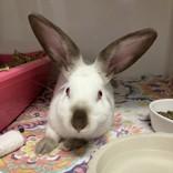 Steve, Adoptable, Young Male Californian.
