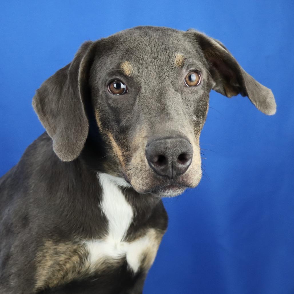 Enlarge Pluto - 122310T-2, a Adoptable mixed breed in Tupelo, MS image 2/5