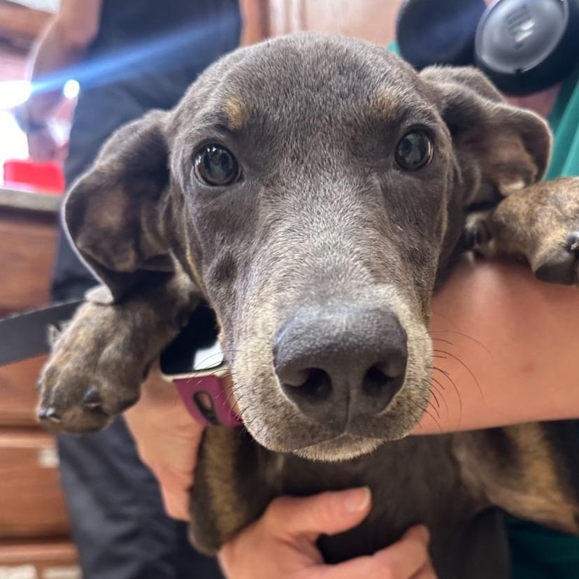 Enlarge Pluto - 122310T-2, a Adoptable mixed breed in Tupelo, MS image 4/5