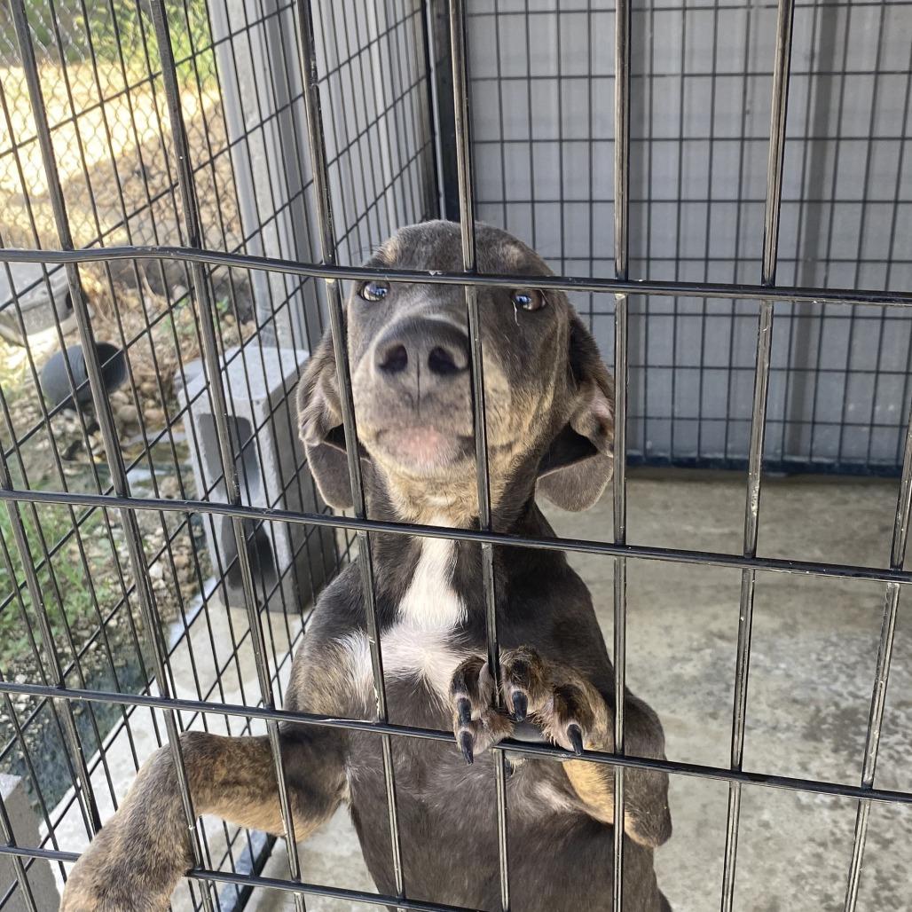 Enlarge Pluto - 122310T-2, a Adoptable mixed breed in Tupelo, MS image 5/5