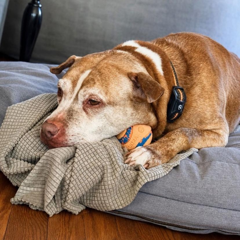 Max, a ADOPTABLE Pit Bull Terrier in Philadelphia, PA image 3/5