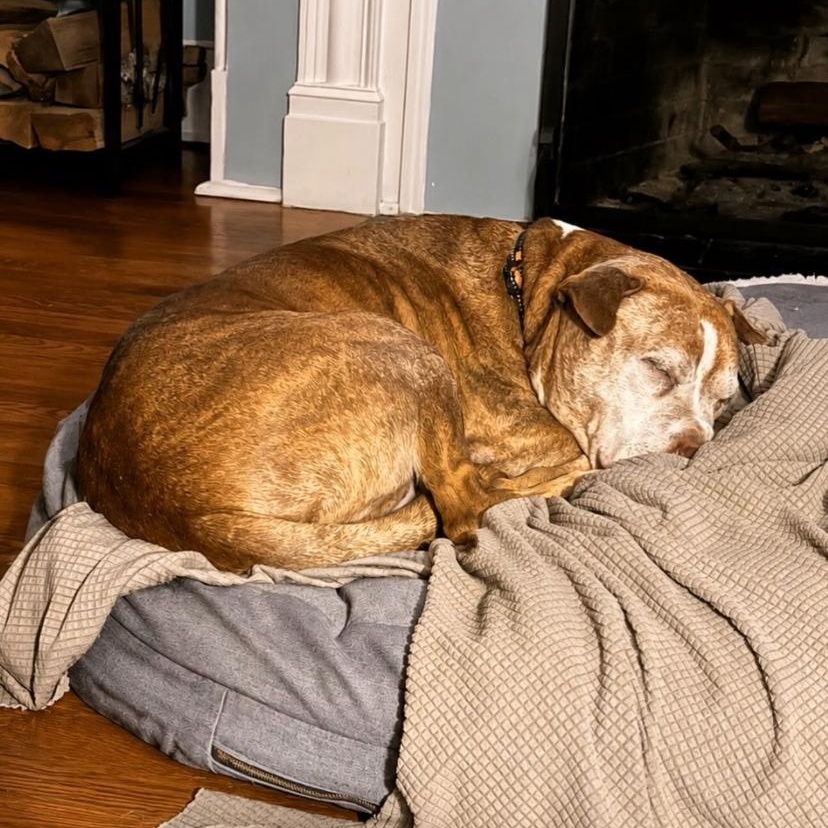 Max, a ADOPTABLE Pit Bull Terrier in Philadelphia, PA image 5/5
