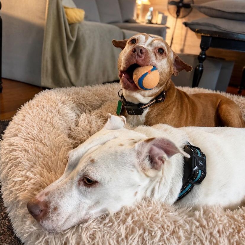 Max, a ADOPTABLE Pit Bull Terrier in Philadelphia, PA image 2/5