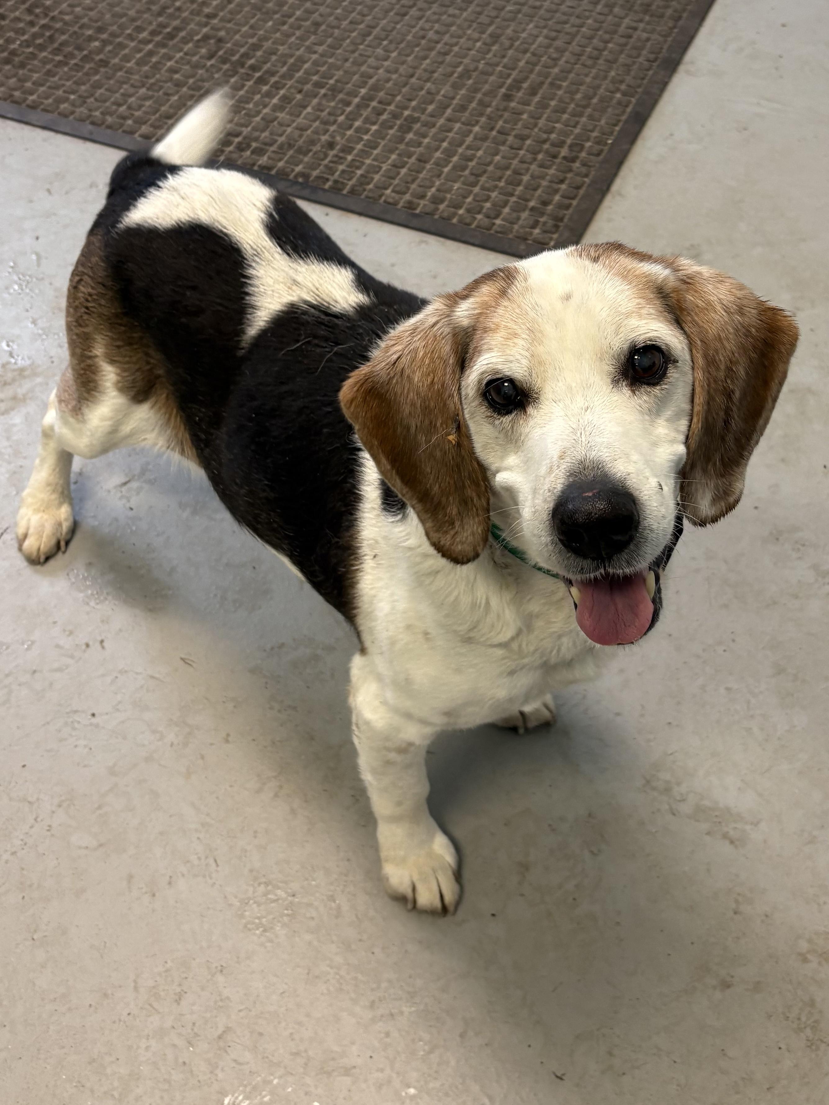 Comet, a Adoptable Beagle in Big Rapids, MI image 1/3