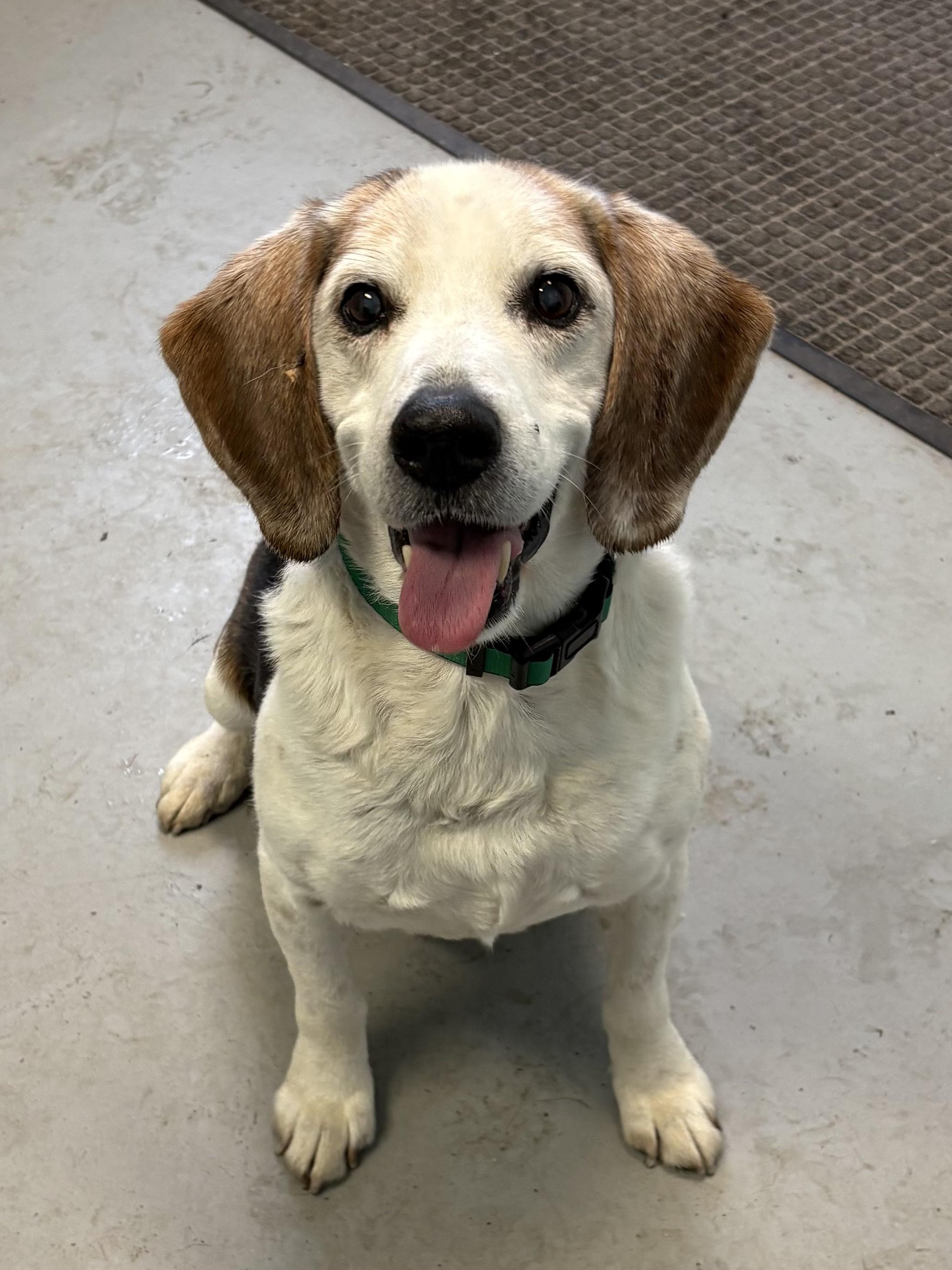 Comet, a Adoptable Beagle in Big Rapids, MI image 2/3