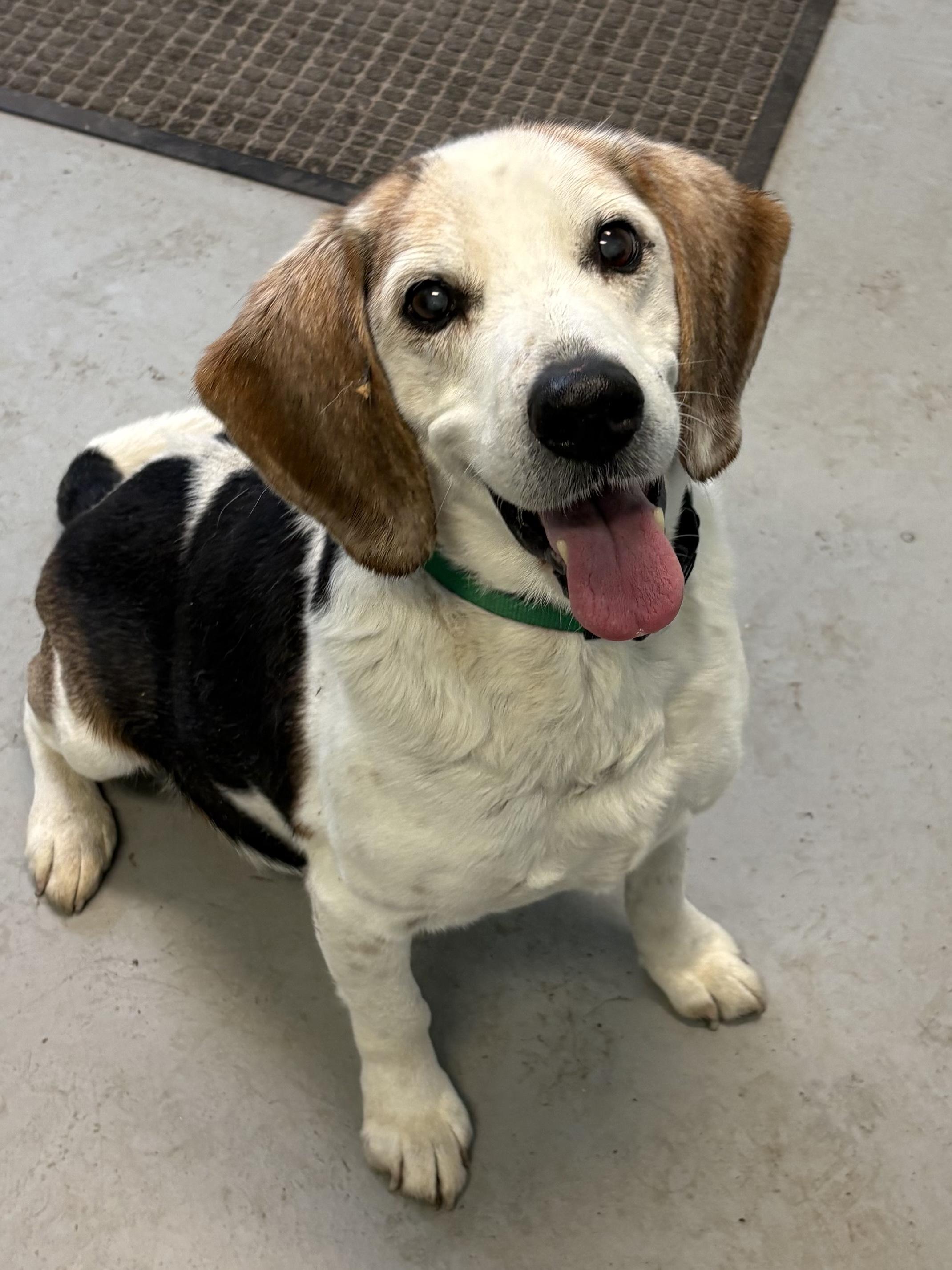 Comet, a Adoptable Beagle in Big Rapids, MI image 3/3