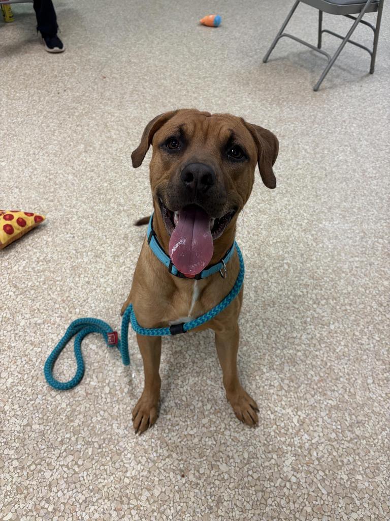 Scooby-Doo, Adoptable, Young Male Mixed Breed.
