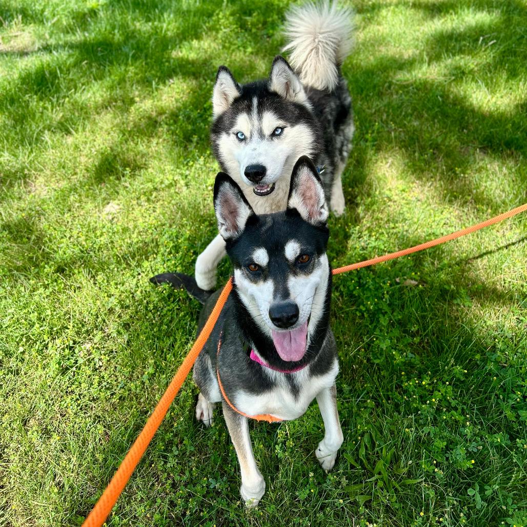 Spear, Adoptable, Senior Male Husky.
