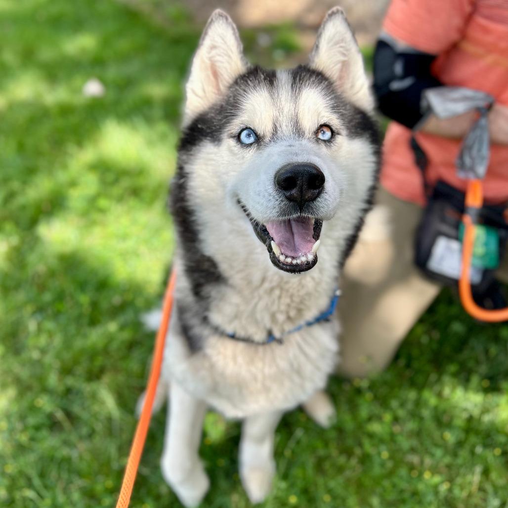 Spear, a Adoptable Husky in Grand Rapids, MI image 2/6