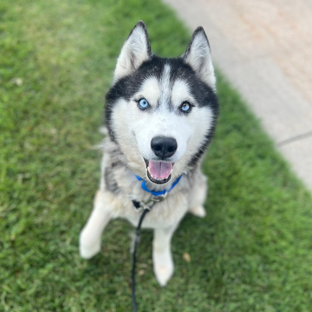 Spear, a Adoptable Husky in Grand Rapids, MI image 3/6