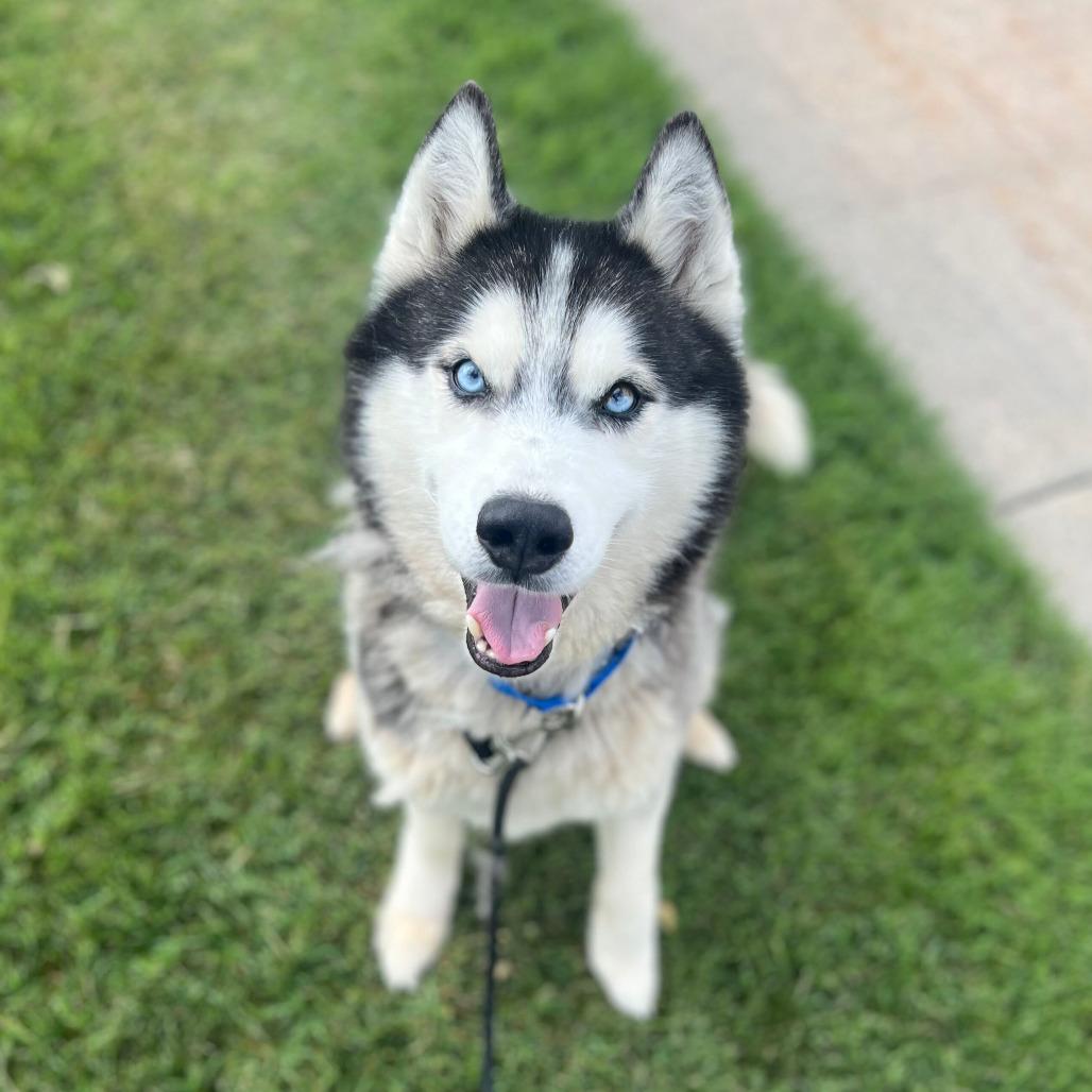 Spear, a Adoptable Husky in Grand Rapids, MI image 4/6