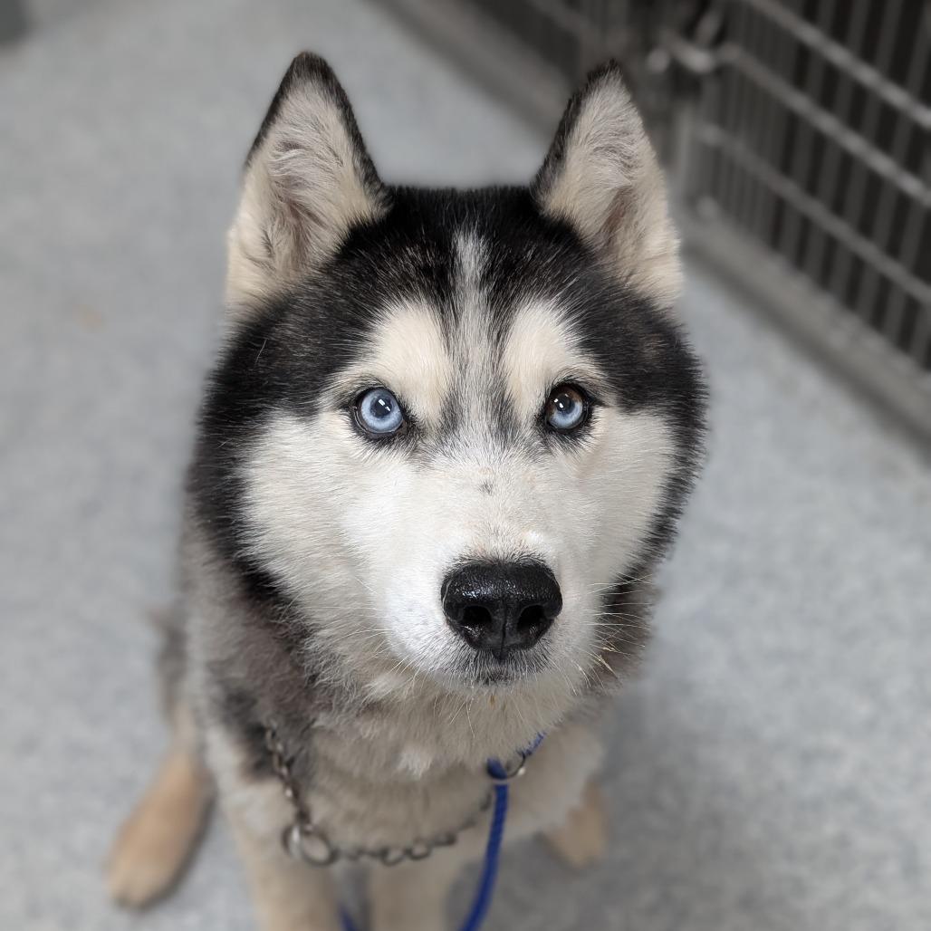 Spear, a Adoptable Husky in Grand Rapids, MI image 5/6