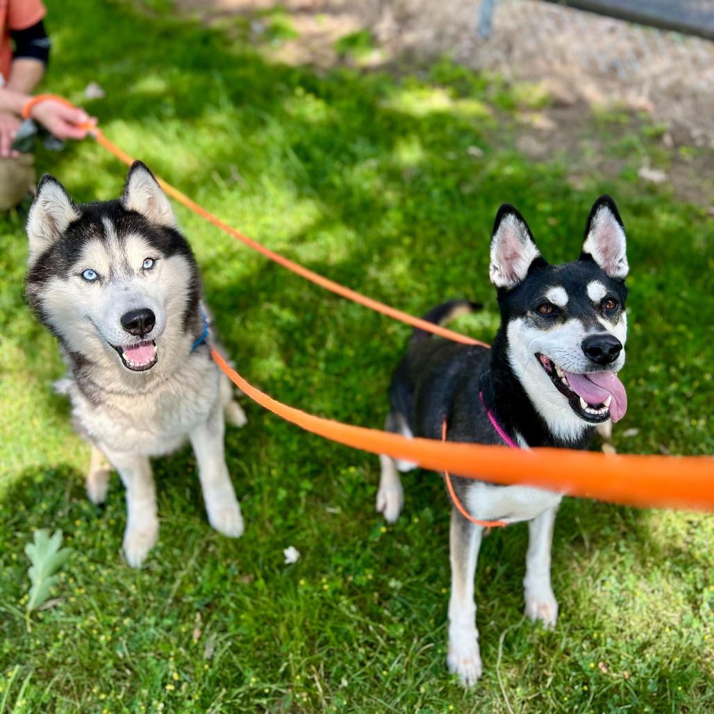 Spear, a Adoptable Husky in Grand Rapids, MI image 6/6