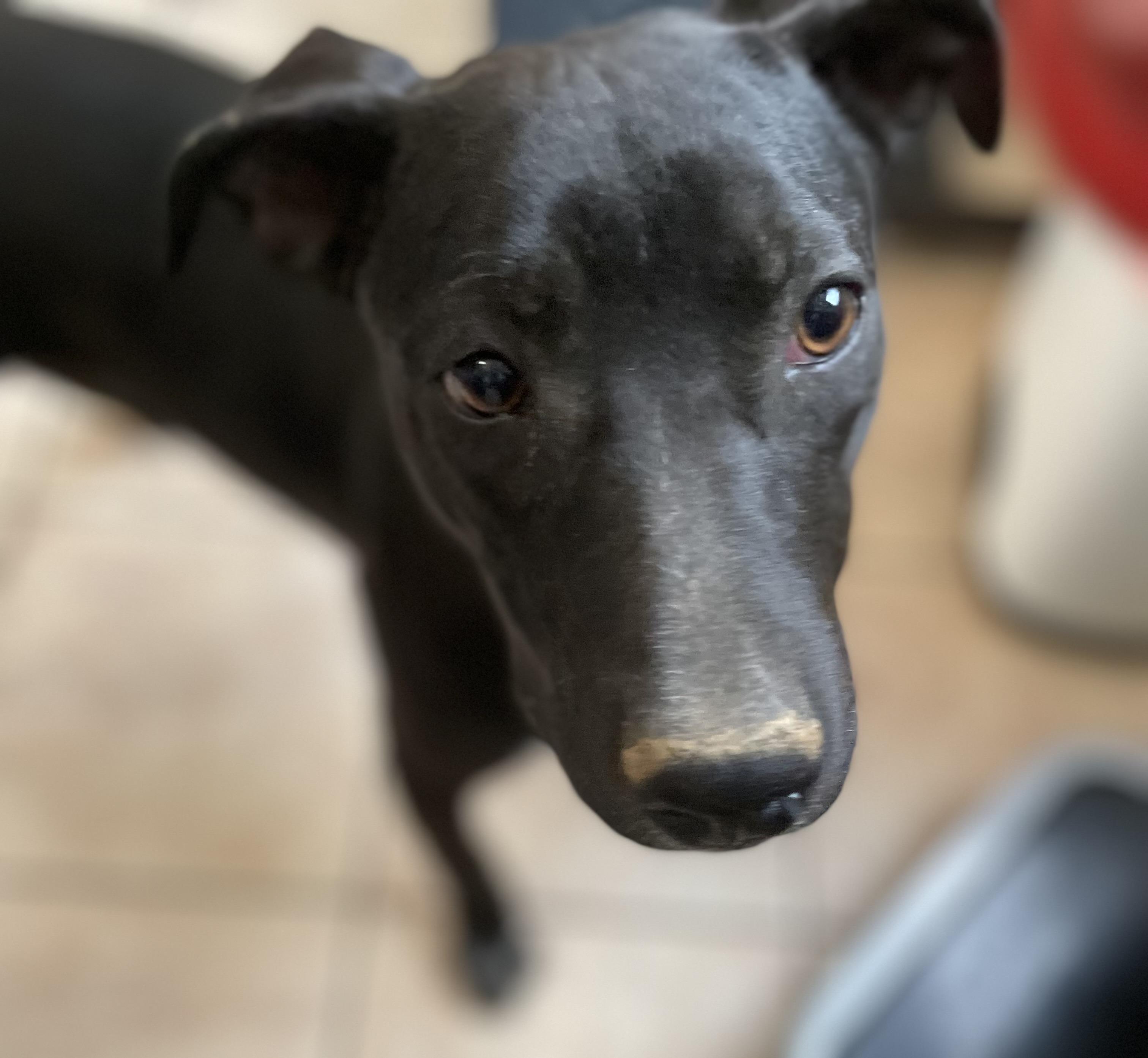 LB, a Adoptable mixed breed in Tracy City , TN image 1/5