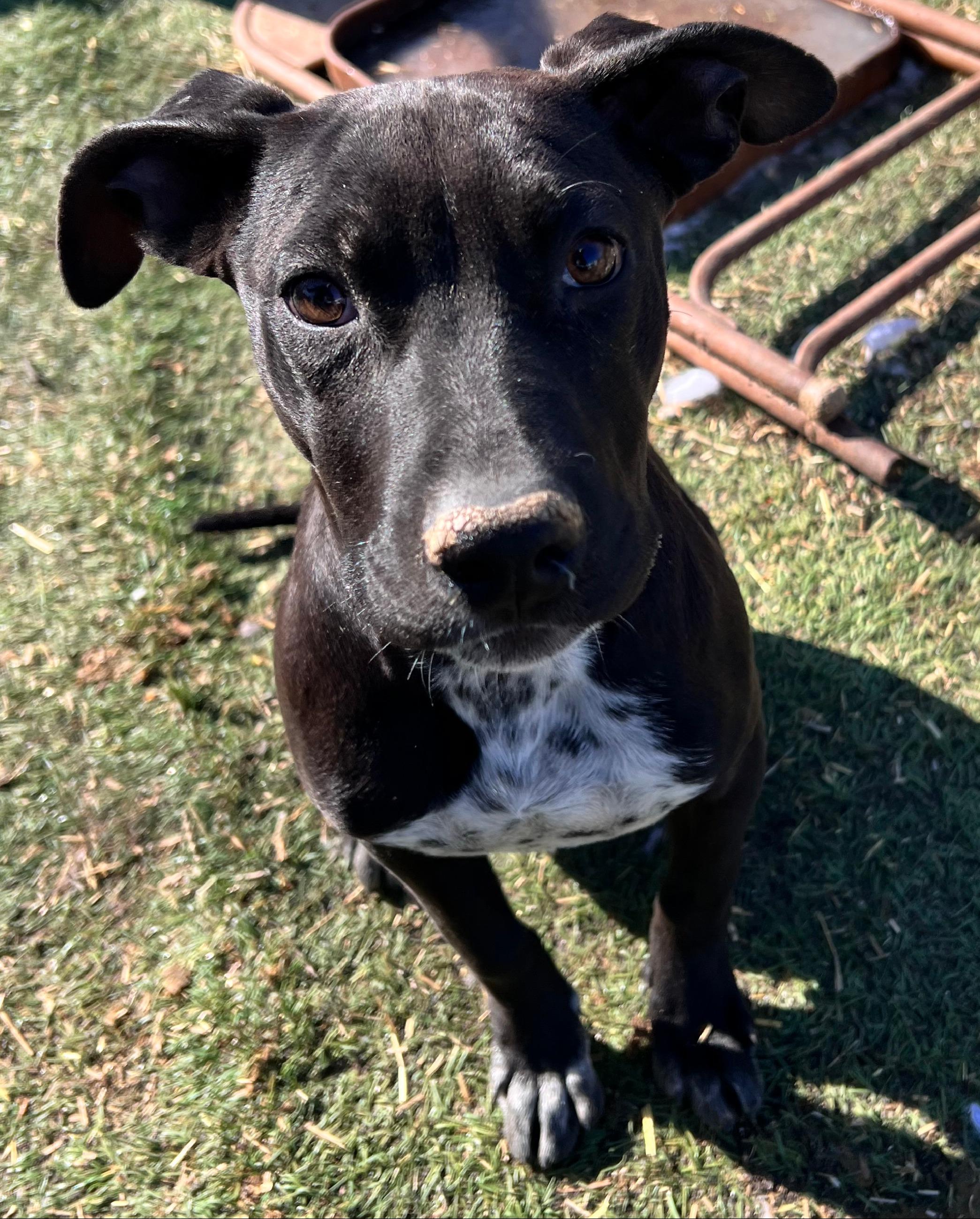 LB, a Adoptable mixed breed in Tracy City , TN image 4/5
