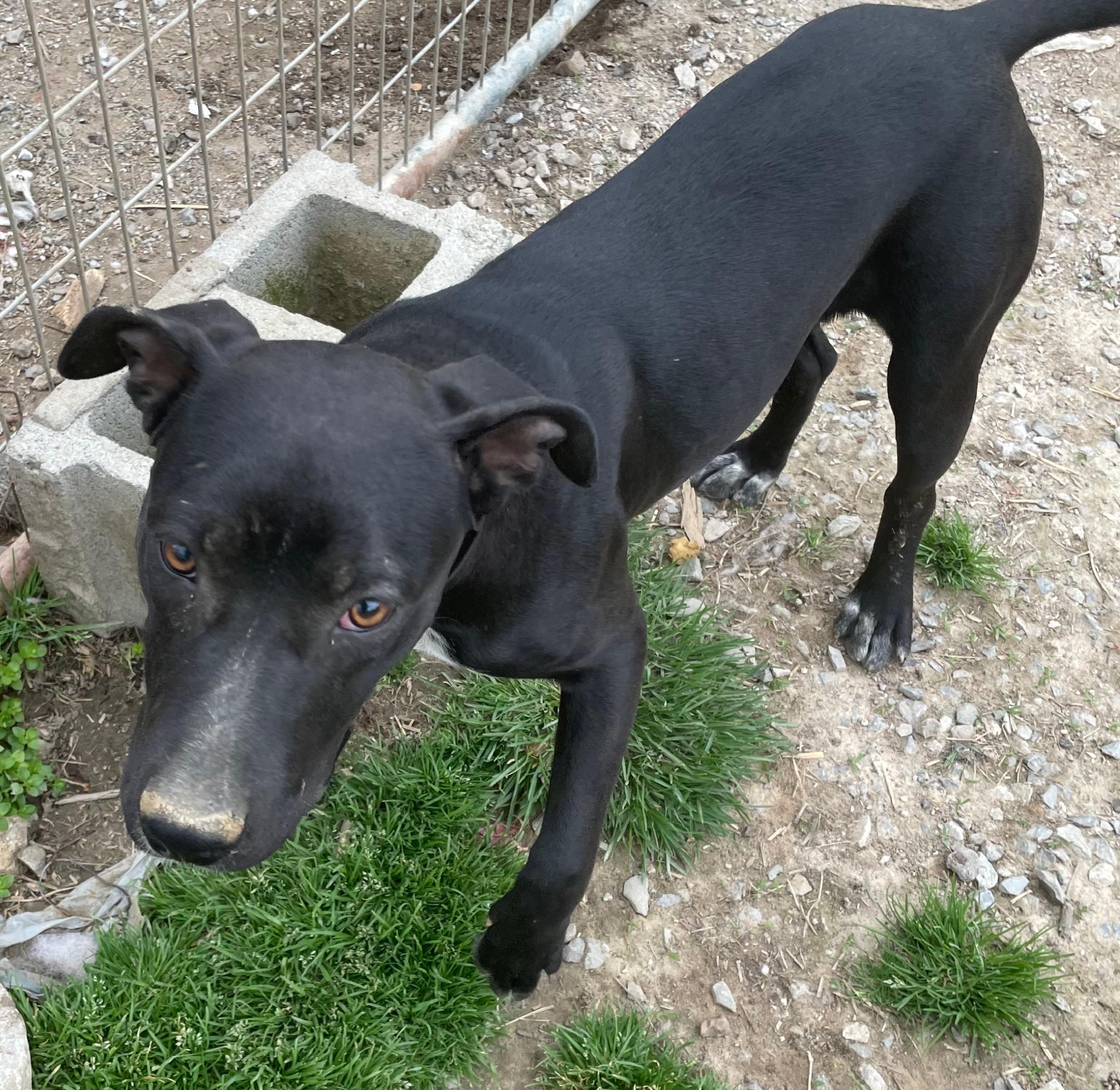 LB, a Adoptable mixed breed in Tracy City , TN image 2/5