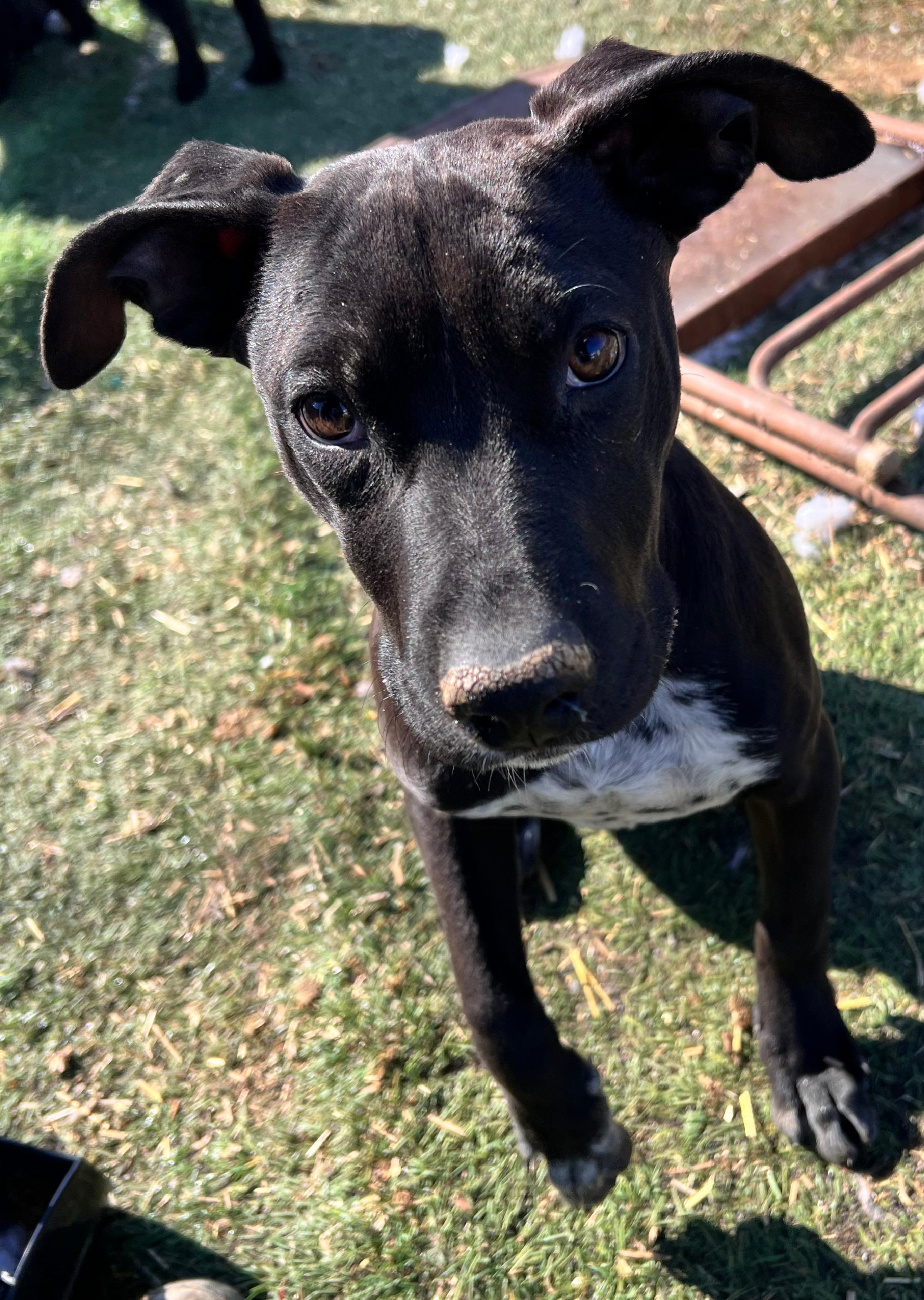 LB, a Adoptable mixed breed in Tracy City , TN image 5/5