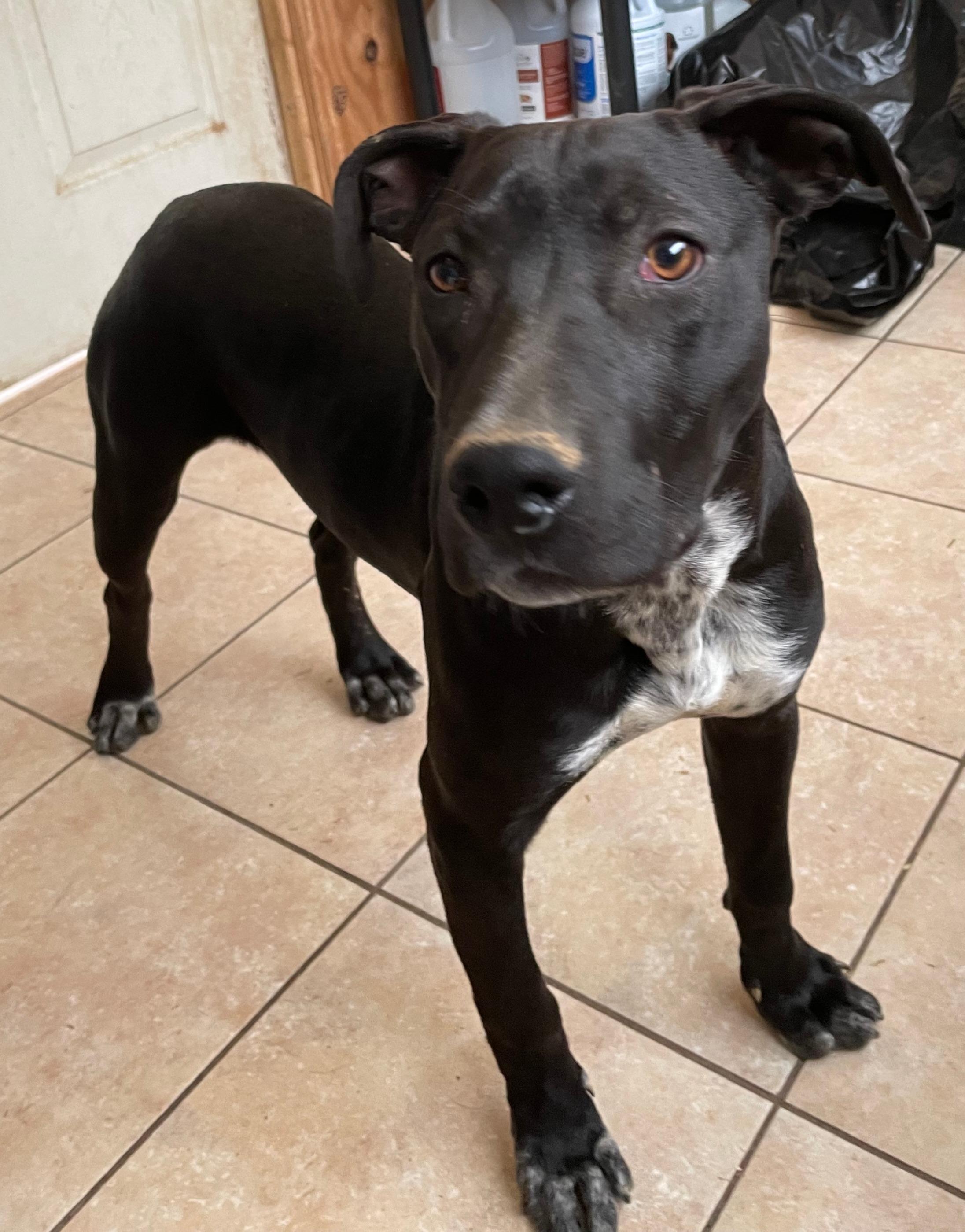 LB, Adoptable, Young Female Staffordshire Bull Terrier.