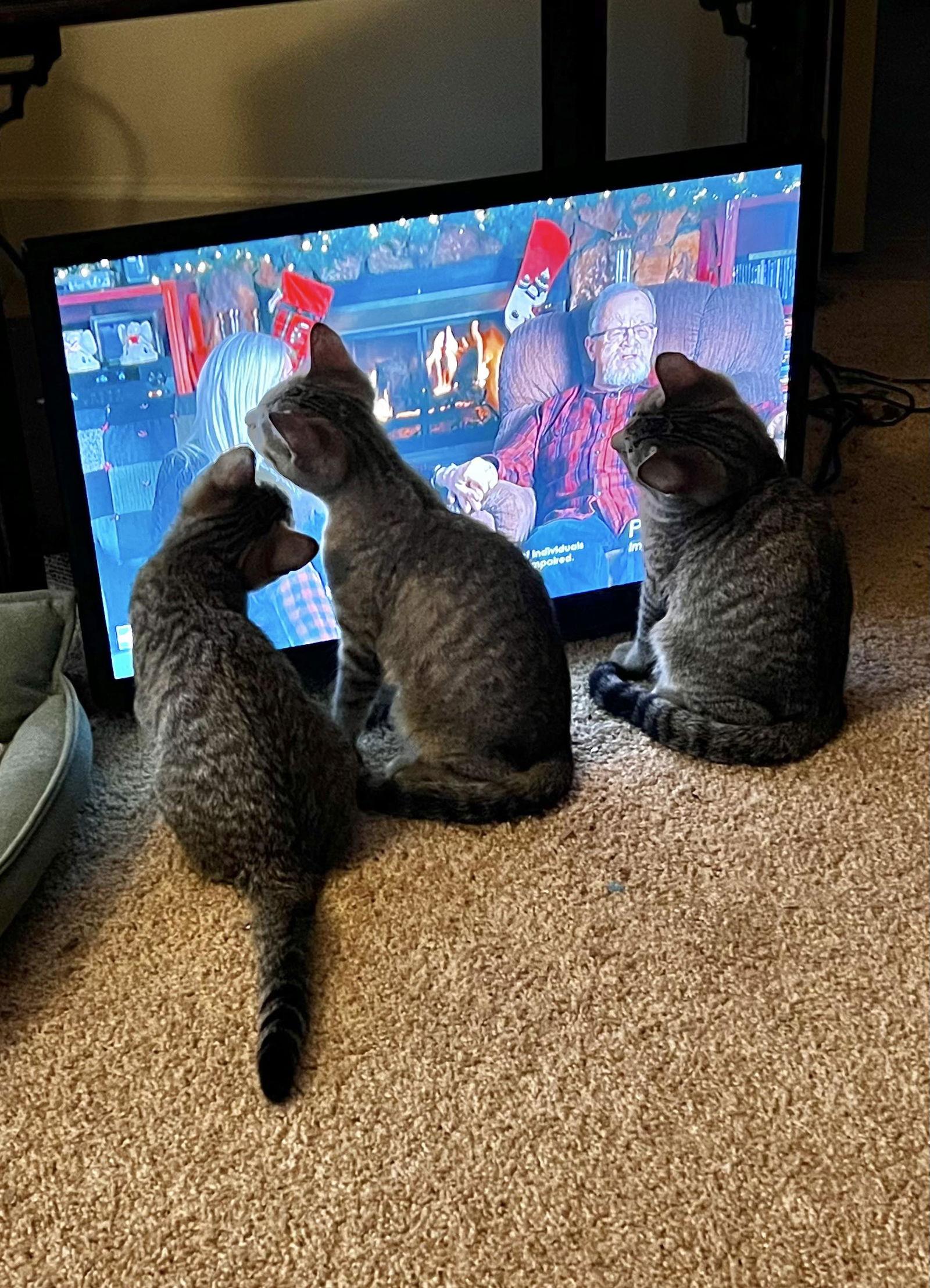 MIKEY, a Adoptable Tabby in Capshaw, AL image 1/2