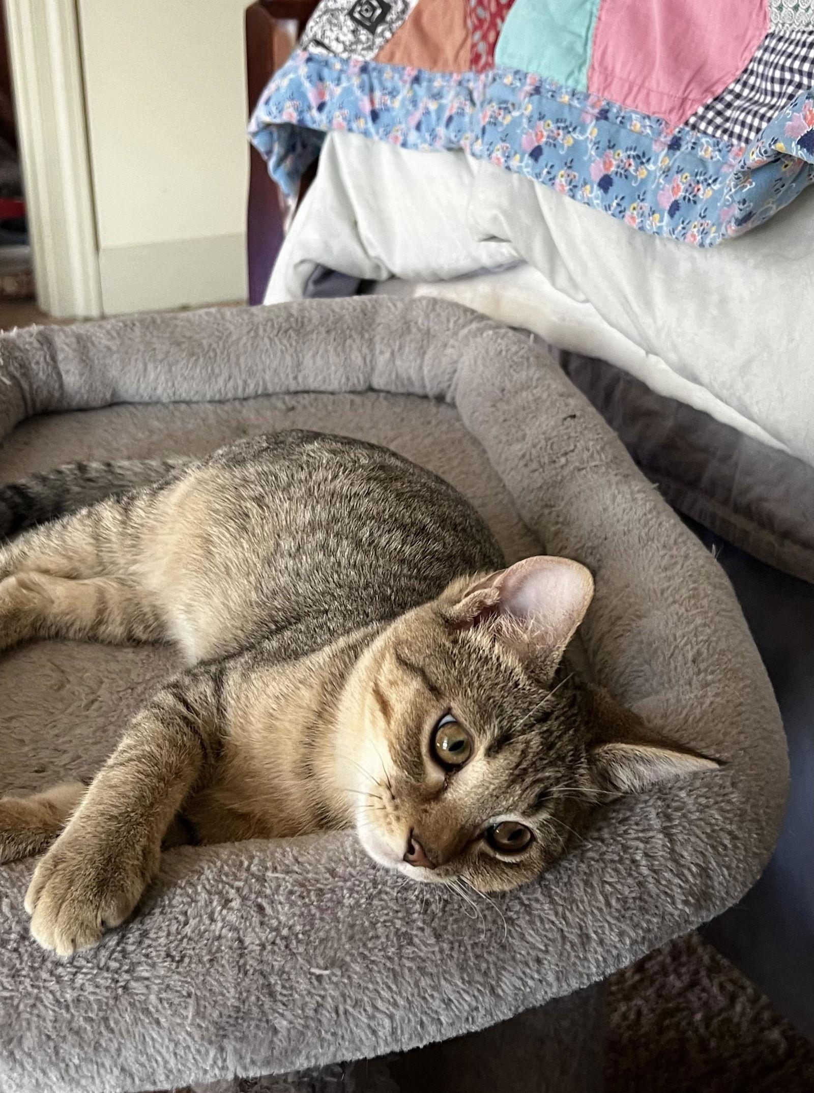 MIKEY, a Adoptable Tabby in Capshaw, AL image 2/2