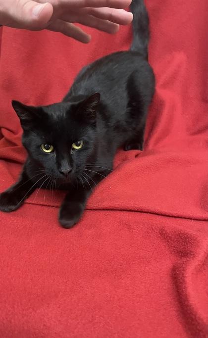 Enlarge Scooter, a Adoptable Domestic Short Hair in McCook, NE image 1/1