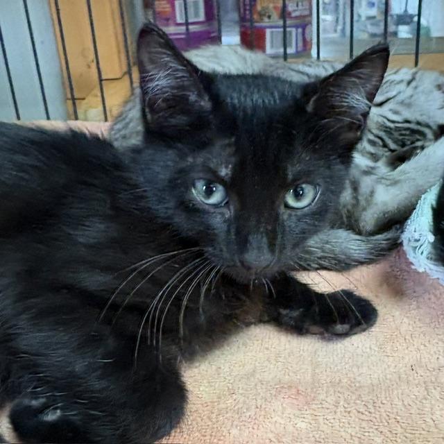 Ella, Adopted, Young Female Domestic Short Hair.
