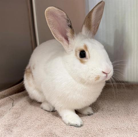 Enlarge EASTER, a Adoptable Bunny Rabbit in San Martin, CA image 1/1